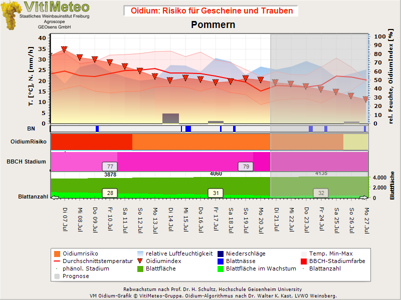 Oidiumgrafik
