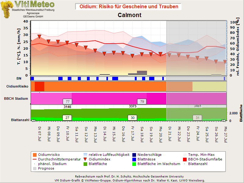 Oidiumgrafik