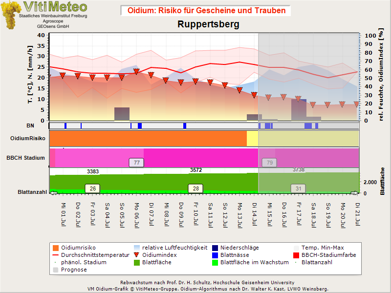 Oidiumgrafik