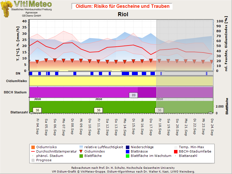 Oidiumgrafik