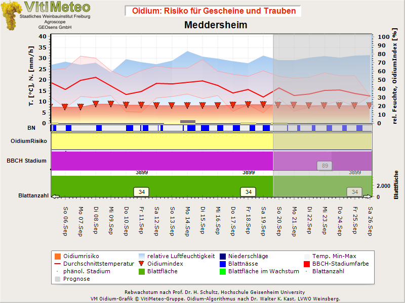 Oidiumgrafik