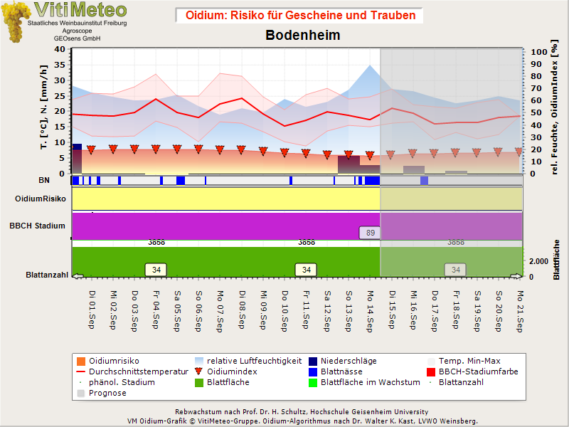 Oidiumgrafik