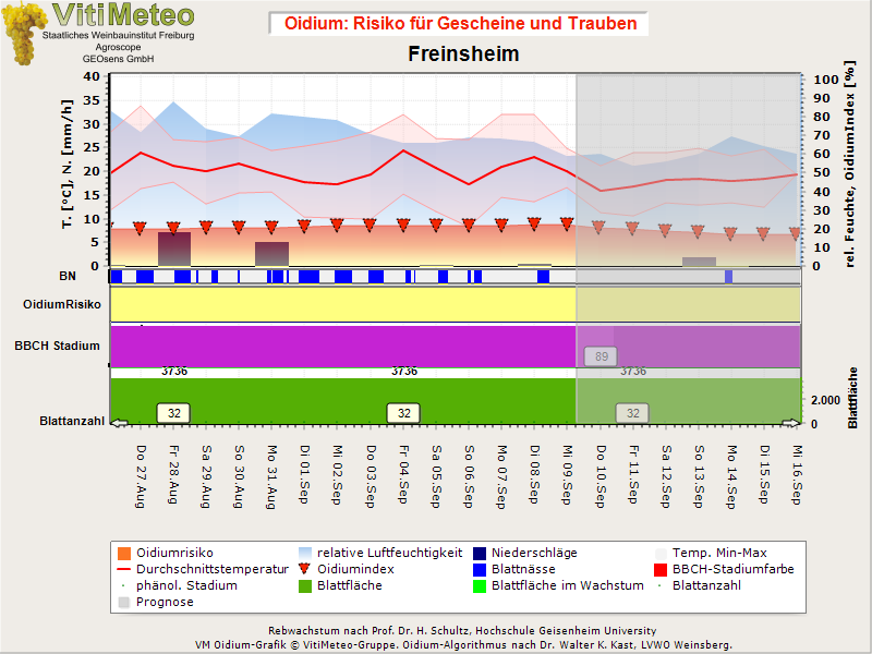 Oidiumgrafik