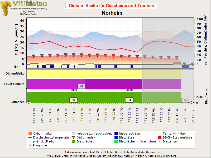 Oidiumgrafik