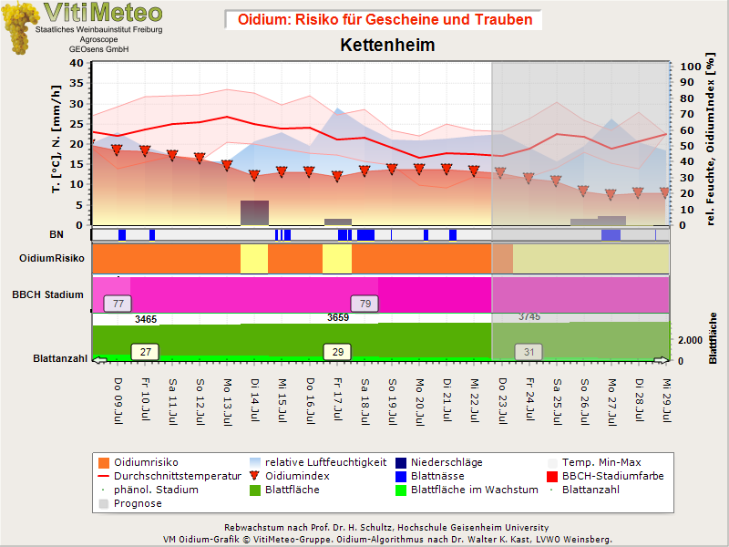 Oidiumgrafik