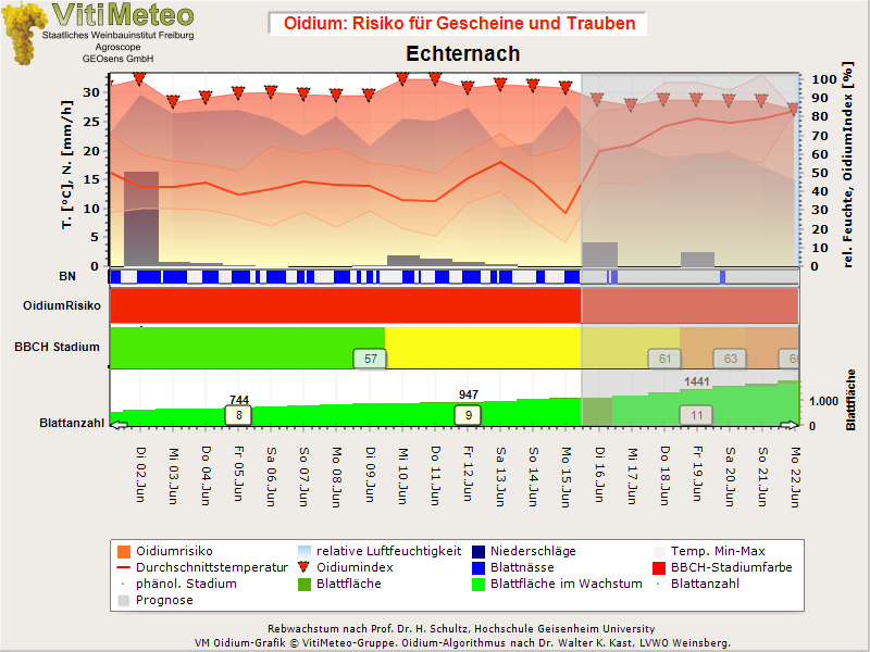 Oidiumgrafik