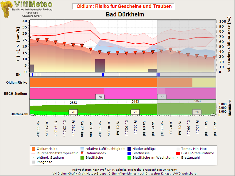 Oidiumgrafik