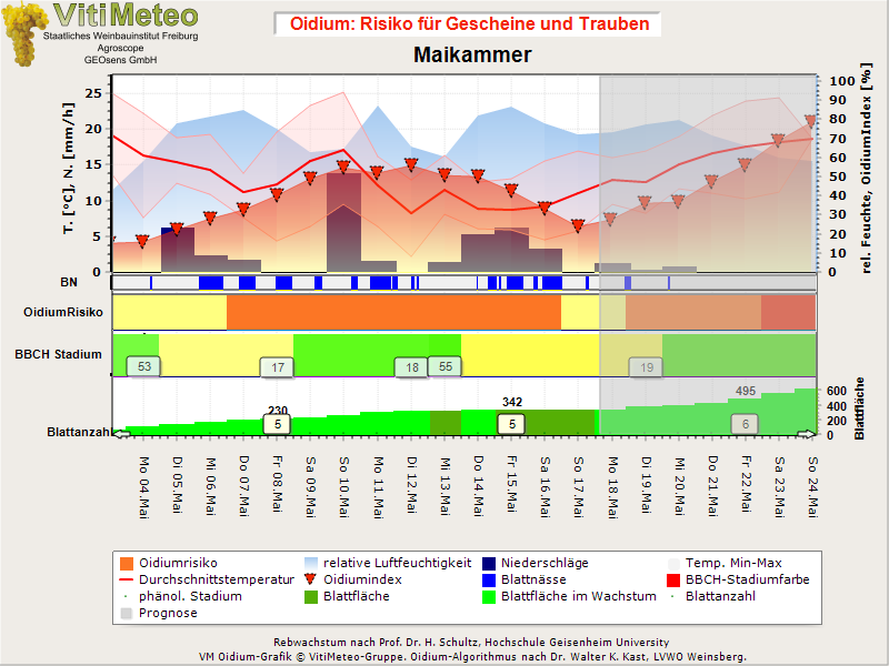 Oidiumgrafik