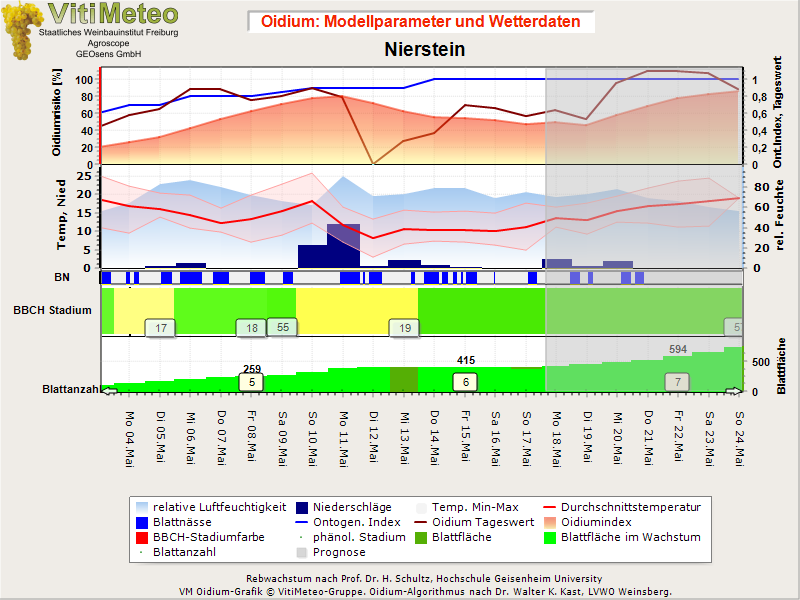 Oidiumgrafik