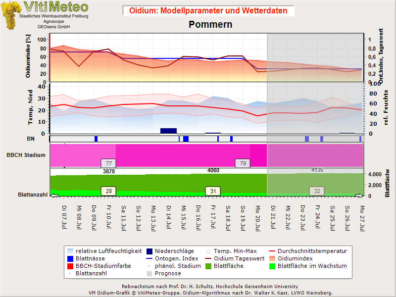 Oidiumgrafik