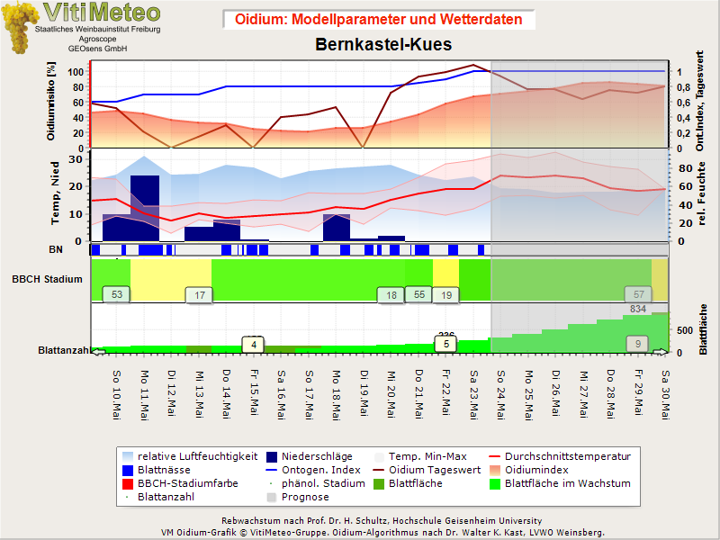 Oidiumgrafik