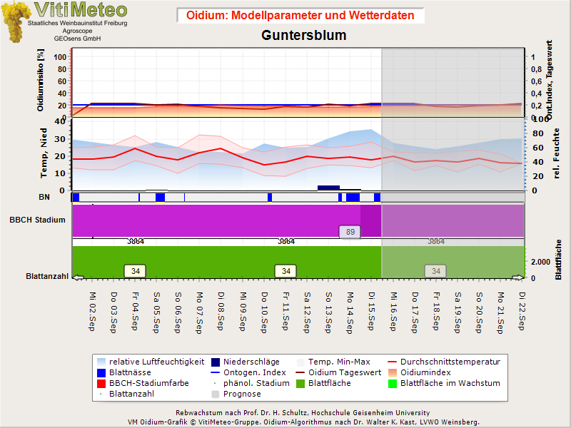 Oidiumgrafik