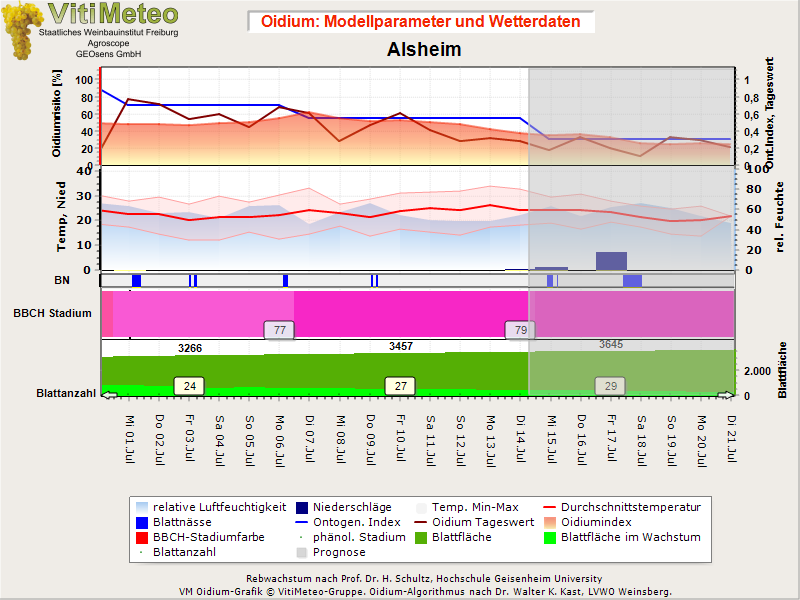 Oidiumgrafik