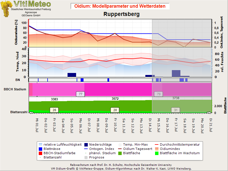 Oidiumgrafik
