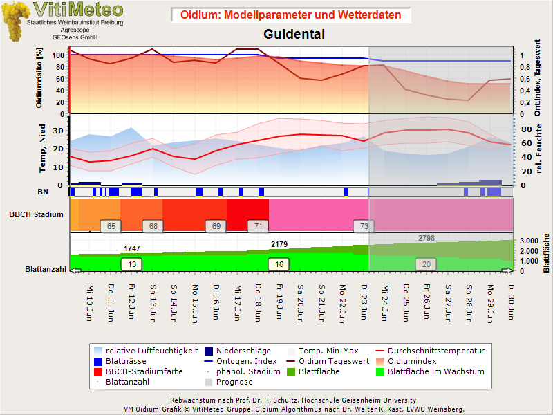 Oidiumgrafik
