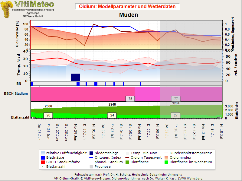 Oidiumgrafik