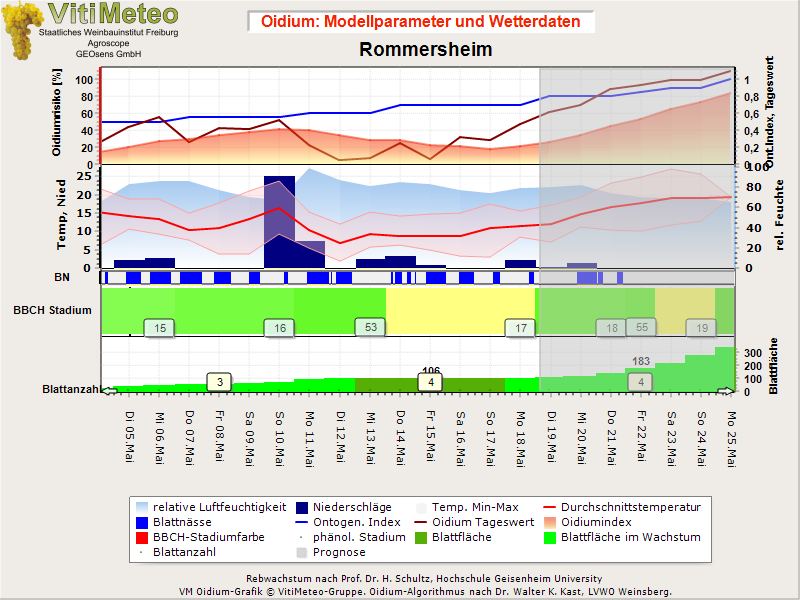 Oidiumgrafik