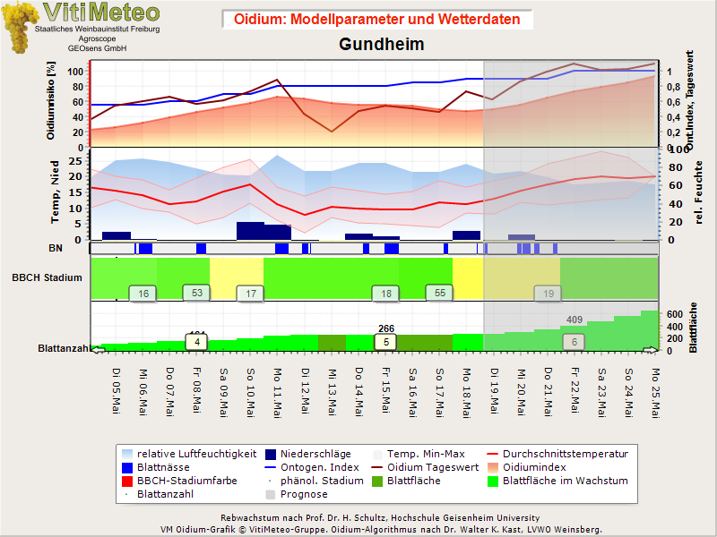 Oidiumgrafik