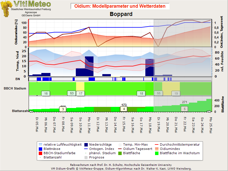 Oidiumgrafik