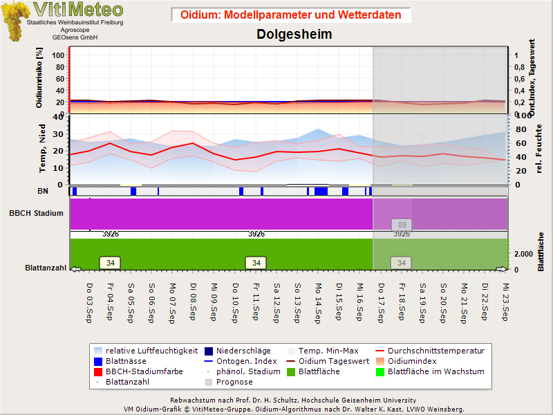 Oidiumgrafik