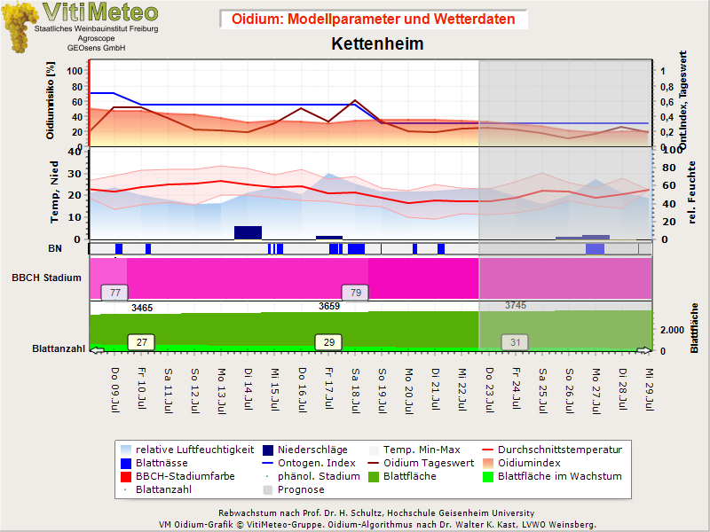 Oidiumgrafik