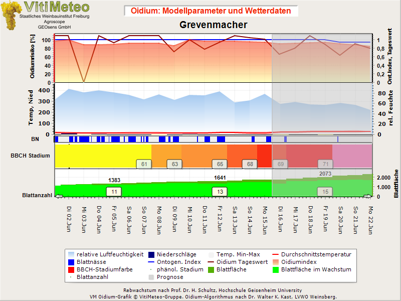 Oidiumgrafik